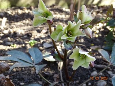 helleborus Emma