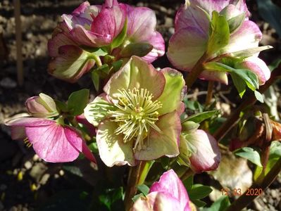 helleborus Carlotta