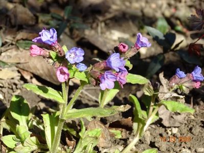 pulmonaria officinalis