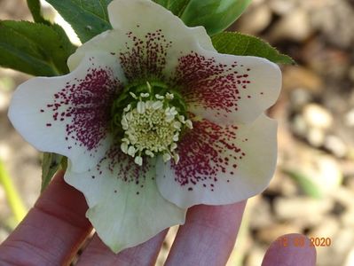 helleborus White Lady Spotted