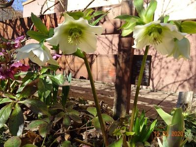 bebe helleborus