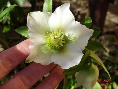 bebe helleborus