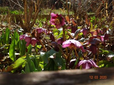 helleborus orientalis