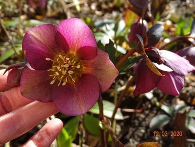 bebe helleborus