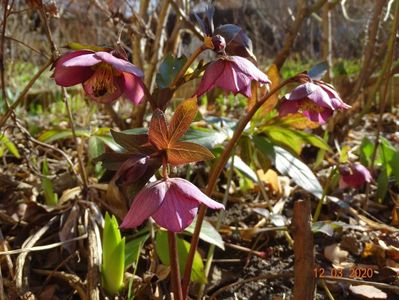 bebe helleborus