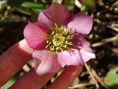 bebe helleborus