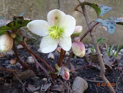 helleborus Candy Love