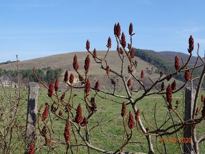 rhus typhina Laciniata