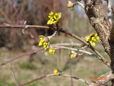 cornus mas