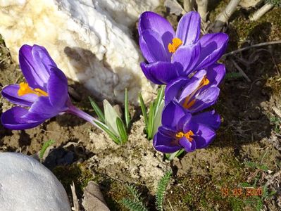 crocus Ruby Giant