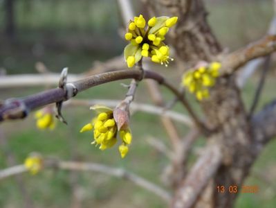 cornus mas