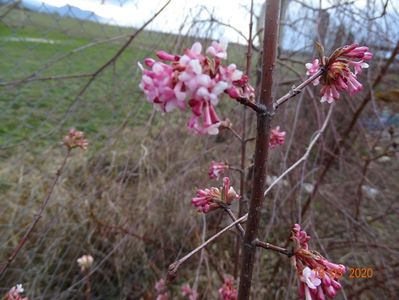 viburnum bodnantense Dawn