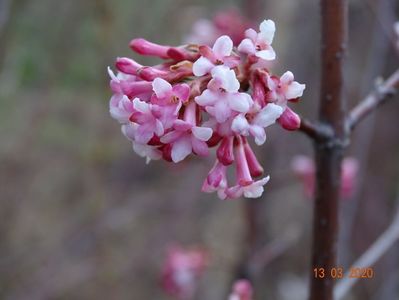 viburnum bodnantense Dawn