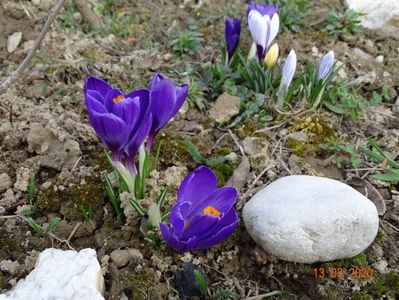 crocusi de la starkl