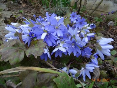 hepatica transsilvanica