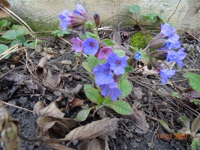 pulmonaria officinalis