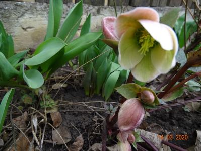 helleborus Ivory Prince