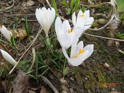 crocus Jeanne d'Arc