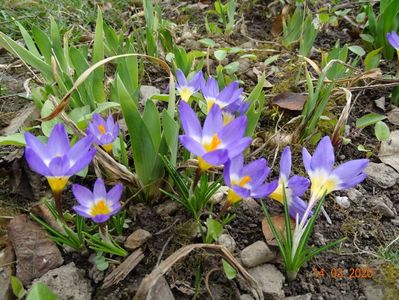 crocus tricolor