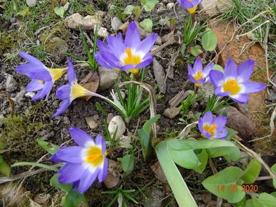 crocus tricolor