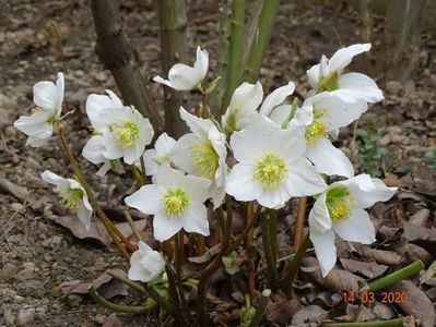 helleborus niger