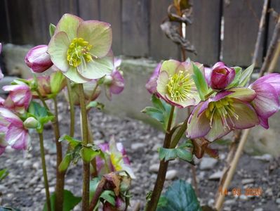 helleborus Carlotta