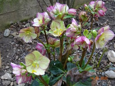 helleborus Carlotta