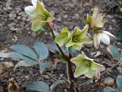 helleborus Emma