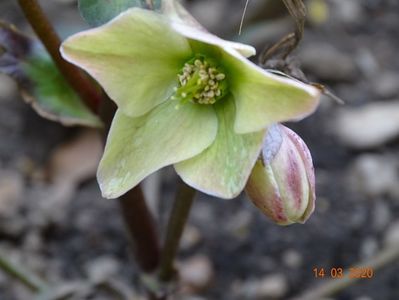 helleborus Emma