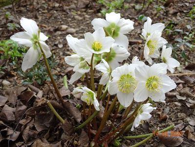 helleborus niger