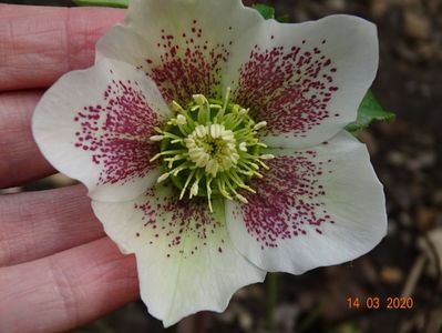 helleborus White Lady Spotted