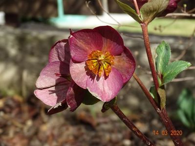 helleborus Benotta