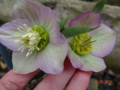 bebe helleborus