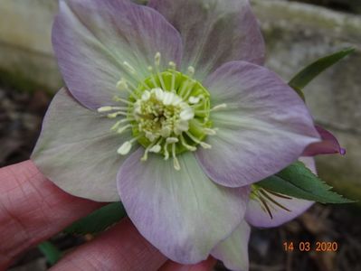 bebe helleborus