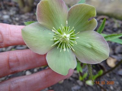 helleborus purpurascens