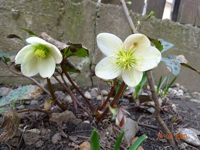 helleborus Candy Love