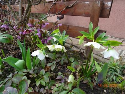 bebe helleborus