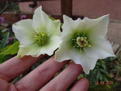 bebe helleborus