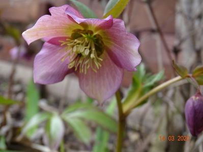 bebe helleborus