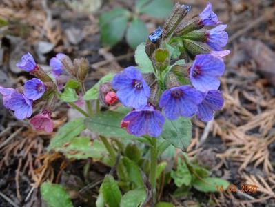 pulmonaria officinalis