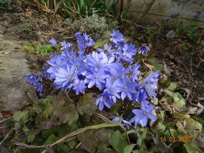 hepatica transsilvanica