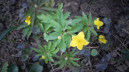 Anemone ranunculoides (pastite)