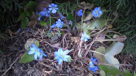 Hepatica transsilvanica