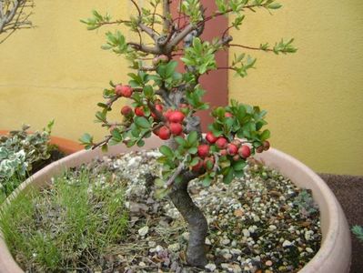 Gutui japonez, bonsai