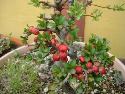 Gutui japonez, bonsai