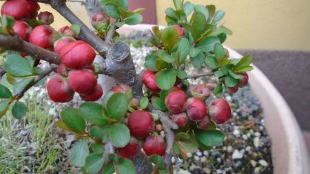 Gutui japonez, bonsai