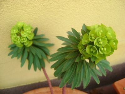 Euphorbia amygdaloides