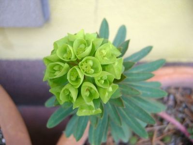 Euphorbia amygdaloides