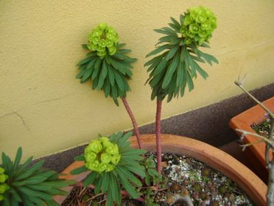 Euphorbia amygdaloides