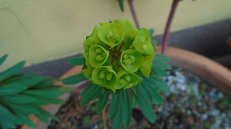 Euphorbia amygdaloides